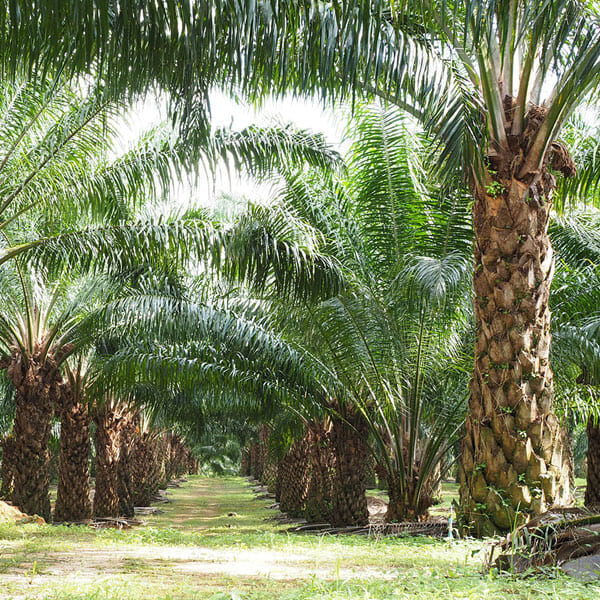 Perkebunan